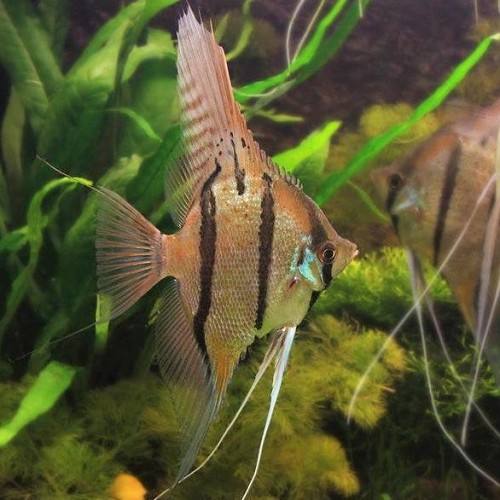 Pt.scalare   Maanvis altum Peru 4 cm.
